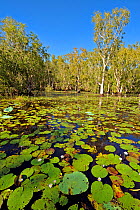 Wetland habitat with water lilies, Bamarru Plains, North West Territories, Australia, April 2007