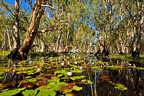 Wetland habitat of Bamarru Plains, North West Territories, Australia, April 2007