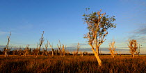 Wetland habitat of Bamarru Plains, North West Territories, Australia