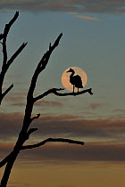 Magpie goose (Anseranas semipalmata) sitting on tree with full moon behind, Bamarru Plains, North West Territories, Australia