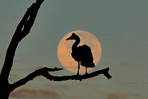 Magpie goose (Anseranas semipalmata) sitting on tree with full moon behind, Bamarru Plains, North West Territories, Australia