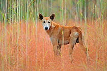 Dingo (Canis lupus dingo)  Kakadu National Park, North West Territories, Australia