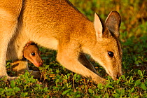 Agile wallaby (Macropus agilis) female feeding with joey in pouch, Bamarru Plains, Northern Territories, Australia