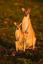 Agile wallaby (Macropus agilis) female with youngster, Bamarru Plains, Northern Territories, Australia