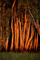 Paperbark or Tea Tree (Melaleuca quinquenervia) forest at sunset, Bamarru Plains, North West Territory, Australia, April 2007