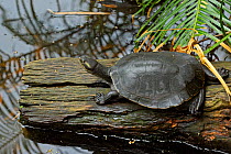 Krefft's River Turtle (Emydura macquarii krefftii) on log in rainforest, Queensland, Australia