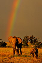 RF- African elephant (Loxodonta africana) with young in front of rainbow. Masai Mara National Reserve, Kenya. Vulnerable species. (This image may be licensed either as rights managed or royalty free.)