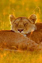 African lioness (Panthera leo) resting with head on another at sunrise, Masai Mara National Reserve, Kenya