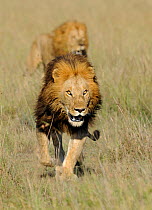 African lion (Panthera leo) the famous Notch and son, Masai Mara National Reserve, Kenya