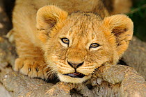 African lion (Panthera leo) cub, Masai Mara National Reserve, Kenya