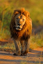 African lion (Panthera leo) male lion, one of Notch's sons called Bob, Masai Mara National Reserve, Kenya