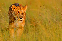African lioness (Panthera leo) walking through grass, Masai Mara National Reserve, Kenya