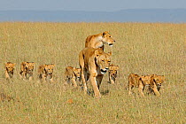 Two African lionesses (Panthera leo) lioness walking with group of cubs, Masai Mara National Reserve, Kenya