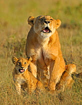 African lion (Panthera leo) mother and cub calling to others in pride, Masai Mara National Reserve, Kenya