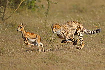 Cheetah (Acinonyx jubatus) chasing Thomson's gazelle fawn (Eudorcas thomsoni) Masai Mara National Reserve, Kenya