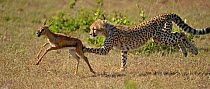 Cheetah (Acinonyx jubatus) chasing Thomson's gazelle fawn (Eudorcas thomsoni) Masai Mara National Reserve, Kenya