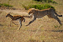 Young Cheetah (Acinonyx jubatus) chasing Thomson's gazelle fawn (Eudorcas thomsoni) Masai Mara National Reserve, Kenya
