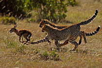Cheetah (Acinonyx jubatus) two young cats chasing Thomson's gazelle fawn (Eudorcas thomsoni) Masai Mara National Reserve, Kenya