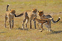 Cheetah (Acinonyx jubatus) three siblings learning how to hunt Thomson's gazelle fawn (Eudorcas thomsoni) Masai Mara National Reserve, Kenya