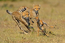 Cheetah (Acinonyx jubatus) young siblings learning how to hunt Thomson's gazelle fawn (Eudorcas thomsoni) Masai Mara National Reserve, Kenya