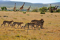 Cheetah (Acinonyx jubatus) mother carrying kill to shade for youngsters, with giraffes in background, Masai Mara National Reserve, Kenya
