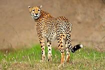 Cheetah (Acinonyx jubatus) looking over shoulder, Masai Mara National Reserve, Kenya