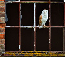 Barn owl (Tyto alba)perched on old window, ~UK