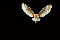 Barn owl (Tyto alba) hunting at night, UK