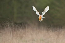 Barn owl (Tyto alba) swooping on to mouse prey,  UK March
