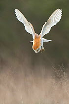 Barn owl (Tyto alba) swooping on to mouse prey, UK March