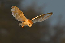 Barn owl (Tyto alba) hunting, looking down for potential prey below, UK March