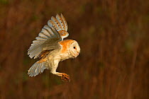 Barn owl (Tyto alba) landing portrait, UK March