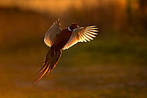 Pheasant (Phasianus colchicus) male flying in to females at dawn, UK March