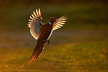 Pheasant (Phasianus colchicus) male flying in to females at dawn, UK March
