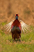 Pheasant (Phasianus colchicus) male displaying Wales, UK March