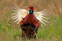 Pheasant (Phasianus colchicus) male displaying~Wales, UK March
