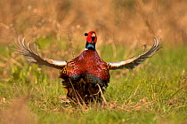 RF- Pheasant (Phasianus colchicus) male displaying. Wales, UK March. (This image may be licensed either as rights managed or royalty free.)