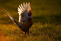 Pheasant (Phasianus colchicus) male displaying at dusk, UK March
