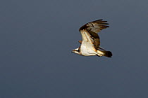 Osprey (Pandion haliaetus) female flying to nest, Dyfi Estuary, Wales, UK, taken with a Schedule 1 licence from CCW (Countryside Council for Wales) April
