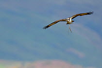 Osprey (Pandion haliaetus) female flying to nest with sticks, Dyfi Estuary, Wales, UK taken with a Schedule 1 licence from CCW (Countryside Council for Wales) April
