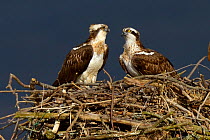 Osprey (Pandion haliaetus) male and female on the nest (Nora and Monty) Dyfi Estuary, Wales, UK taken with a Schedule 1 licence from CCW (Countryside Council for Wales) April