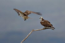 Osprey (Pandion haliaetus) male getting into position to mate, Dyfi Estuary, Wales, UK taken with a Schedule 1 licence from CCW (Countryside Council for Wales)
