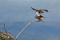 Osprey (Pandion haliaetus) pair mating, Dyfi Estuary, Wales, UK, taken with a Schedule 1 license from CCW (Countryside Council for Wales) April