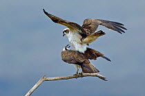Osprey (Pandion haliaetus) pair mating, Dyfi Estuary, Wales, UK, taken with a Schedule 1 license from CCW (Countryside Council for Wales) April