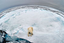 Polar bear (Ursus maritimus) on pack ice taken with fisheye lens, Svalbard, Arctic September 2011