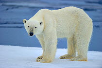 RF- Polar bear (Ursus maritimus) on pack ice. Svalbard, Arctic. Endangered species. (This image may be licensed either as rights managed or royalty free.)