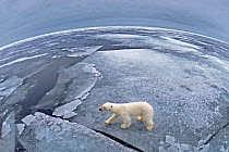 Polar bear (Ursus maritimus) on pack ice taken with fisheye lens, Svalbard, Arctic September 2011