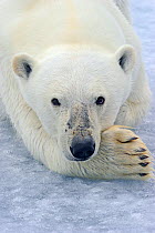 Polar bear (Ursus maritimus) resting on pack ice, Svalbard, Arctic