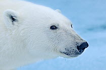 Polar bear (Ursus maritimus) face profile, Svalbard, Arctic