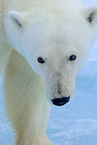 Polar bear (Ursus maritimus) on pack ice, Svalbard, Arctic